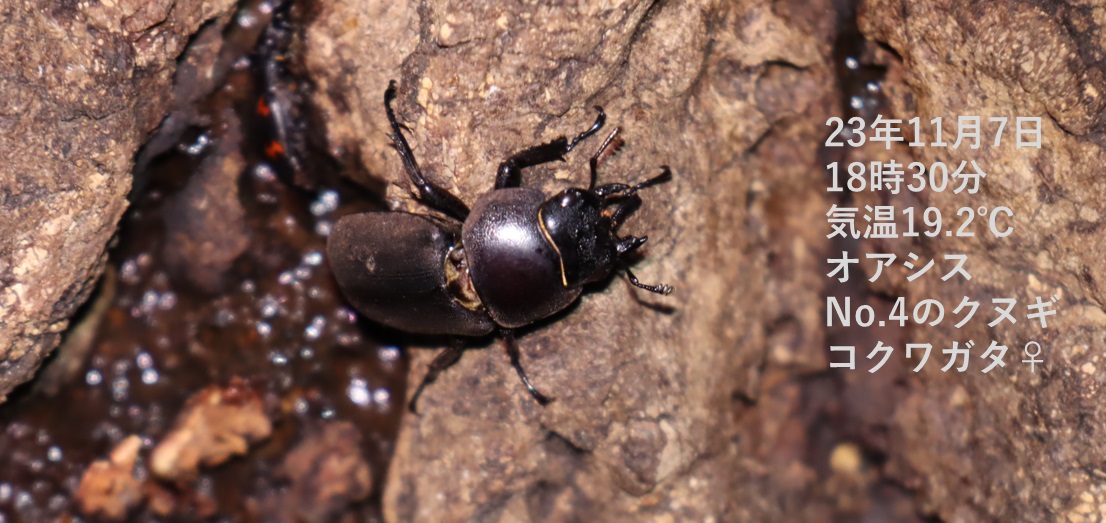 コクワガタ♀（アングル2）_No.4のクヌギ_クワガタ達のオアシス_2023年11月7日18時30分 気温19.2度